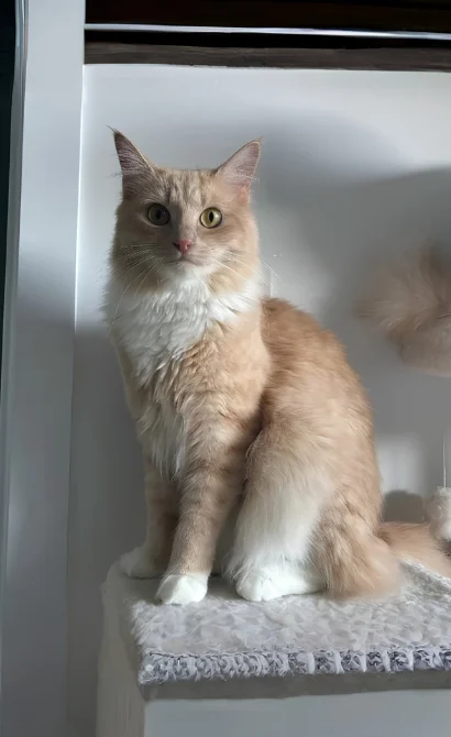 Fluffy cream-and-orange cat sitting on a gray carpeted cat tree platform, looking at the camera.
