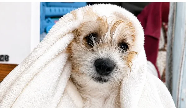 A small dog wrapped in a white towel after a bath, looking at the camera with a wet face; name tag reads Suze nearby.