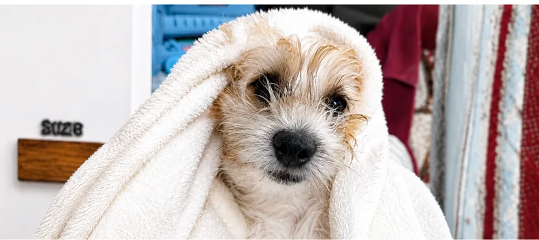 A small dog wrapped in a white towel after a bath, looking at the camera with a wet face; name tag reads Suze nearby.