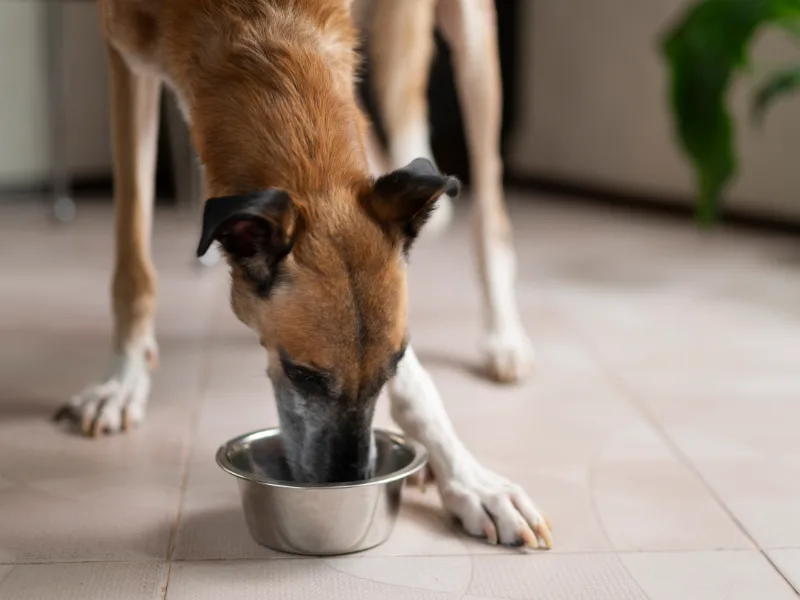 Why Your Pet Is Eating Normally Even With Dental Pain
