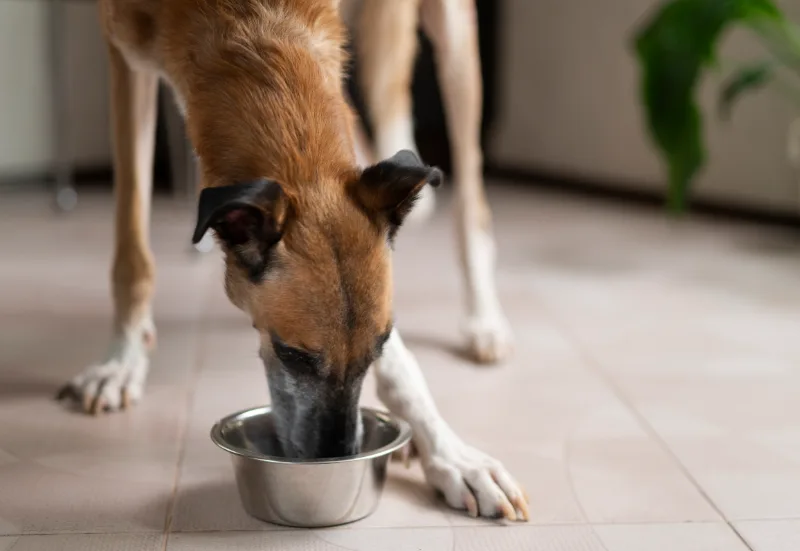 Brown and white dog eating from a stainless steel bowl on a tiled floor indoors.