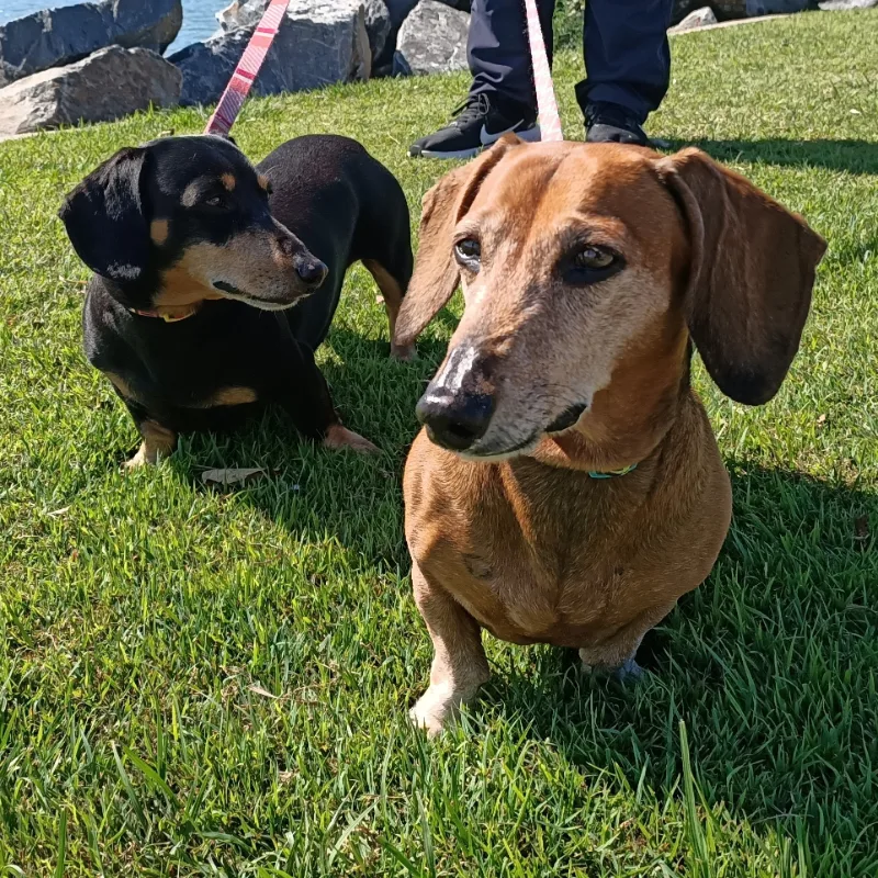 Ferris and his brother Bueller enjoying time outdoors after Ferris' successful dental treatment