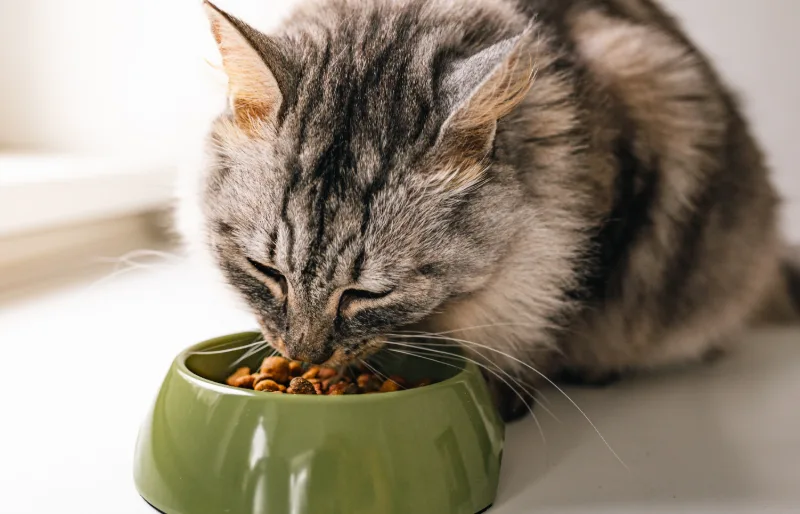 Cat eating dry food from a bowl