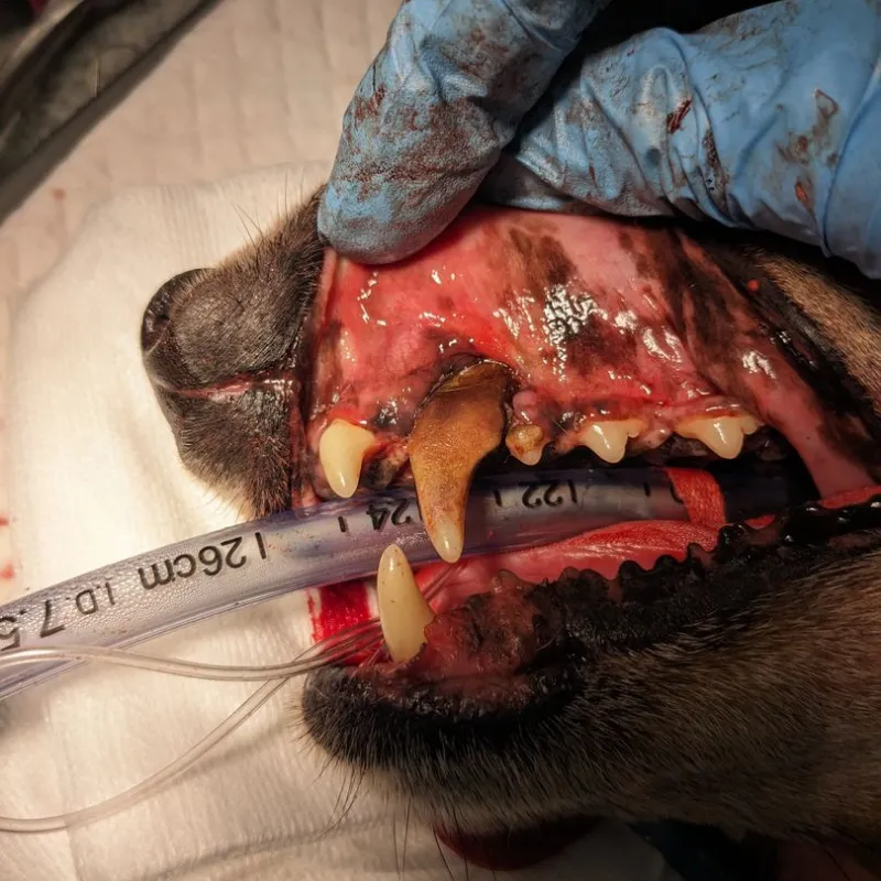 Dog's upper jaw after surgical removal of an upper canine tooth with sutures visible.