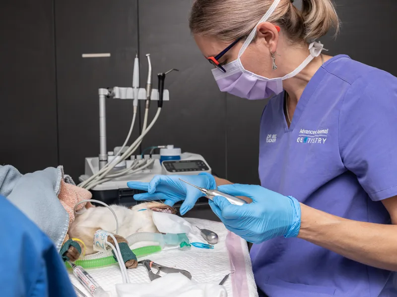 Why Veterinary Dental Treatment Plans Can Change During a Procedure
