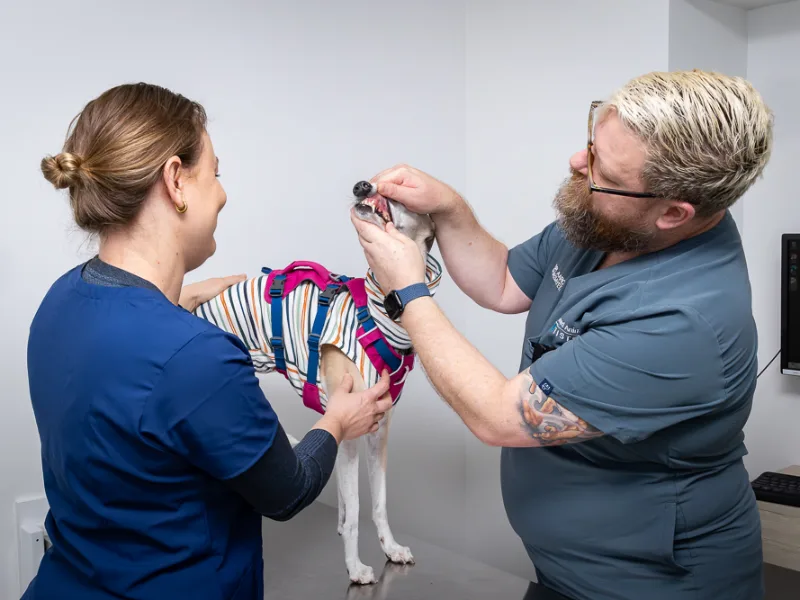 Veterinarian examining a small dog's teeth on an examination table with an assistant supporting the dog.