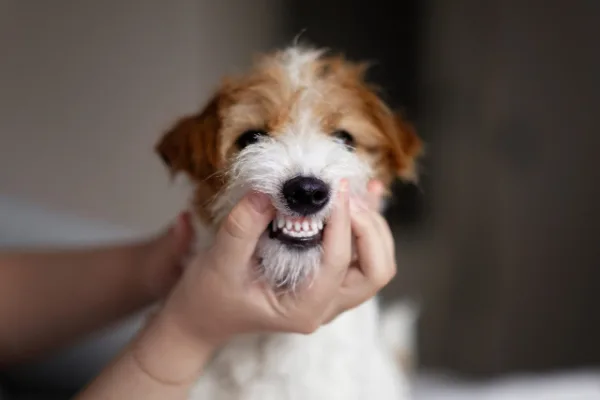 Why we need to be looking for those missing teeth