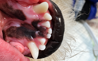  Why do we need to be looking for those missing teeth?