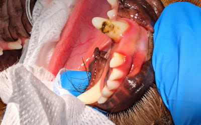 What to do now that you have found an unerupted tooth?