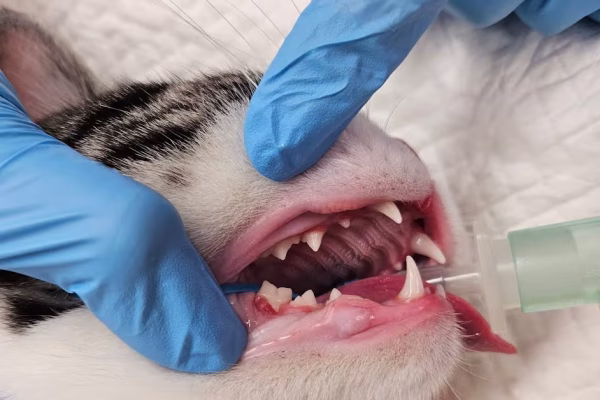 Diagnosing and treating caudal malocclusion in cats