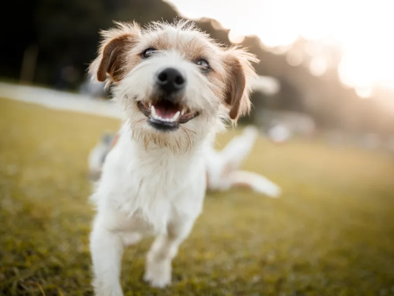 Why Pets Feel Better After Dental Treatment